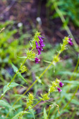 Penstemon whippleanus