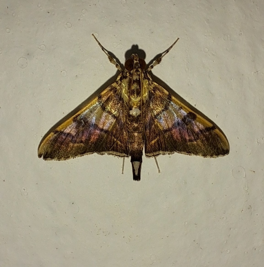 Nothomastix pronaxalis (Nothomastix pronaxalis)