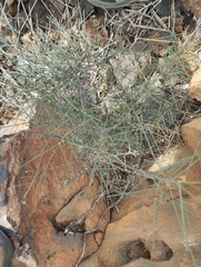 Asparagus arborescens