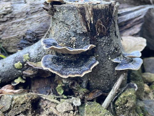 Trametes versicolor