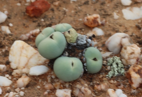 Image of Conophytum calculus by (c) Tony Rebelo, some rights reserved (CC BY-SA)