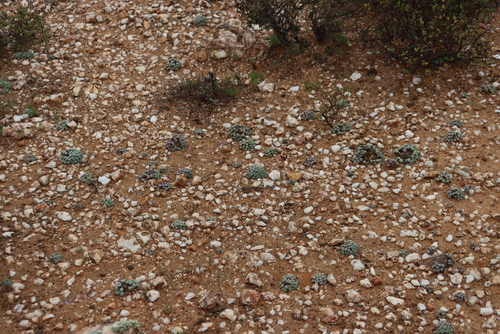 Image of Conophytum calculus by (c) Tony Rebelo, some rights reserved (CC BY-SA)