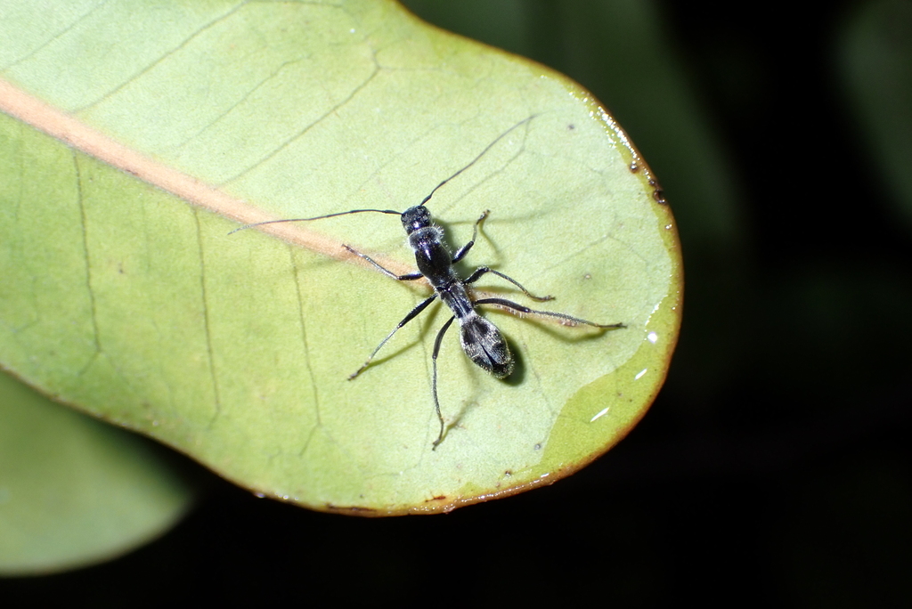 Myrmeparmena
