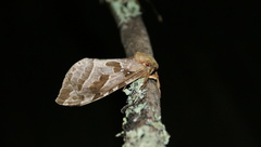 Sthenopis purpurascens
