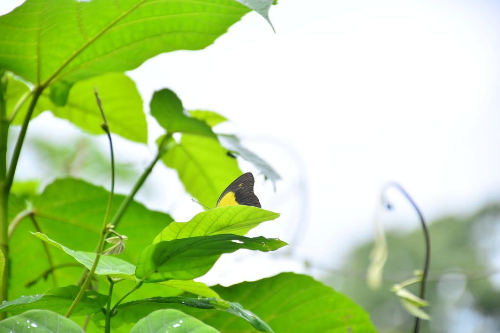 Appias ithome (Appias ithome)