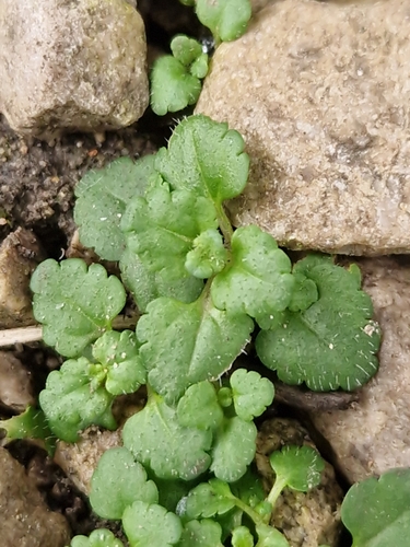 Image of Veronica agrestis by (c) Clive Freedman, some rights reserved (CC BY)