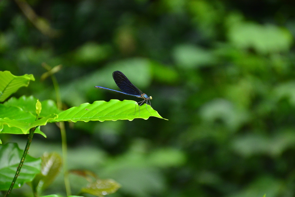 Great Blue Metalwing (Neurobasis kaupi)