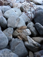 Woodworthia southern alps