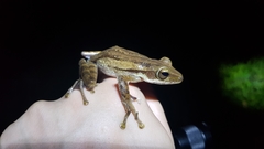 Polypedates macrotis