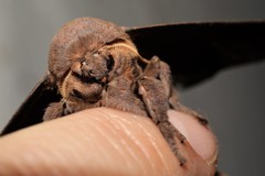 Citheronia sepulcralis