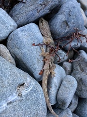 Woodworthia southern alps