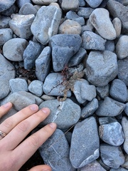 Woodworthia southern alps