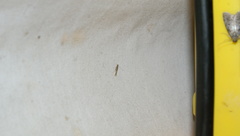Cosmopterix fernaldella