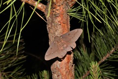 Citheronia sepulcralis