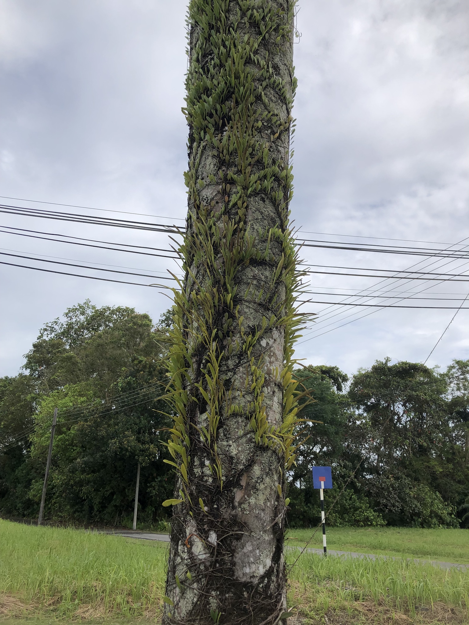 Imagem de Chifre-de-veado