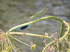 Calopteryx xanthostoma