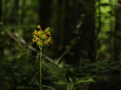 Platanthera cristata