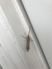 Nemotaulius hostilis