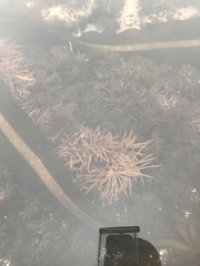 Prionitis lanceolata