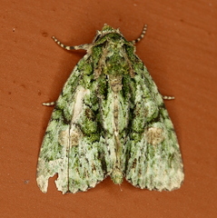 Phosphila miselioides