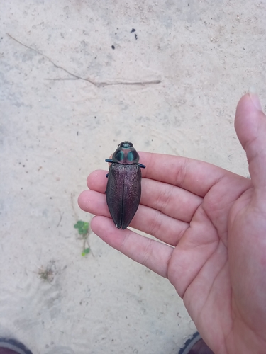Photo of Ceiba Borer (Euchroma giganteum)