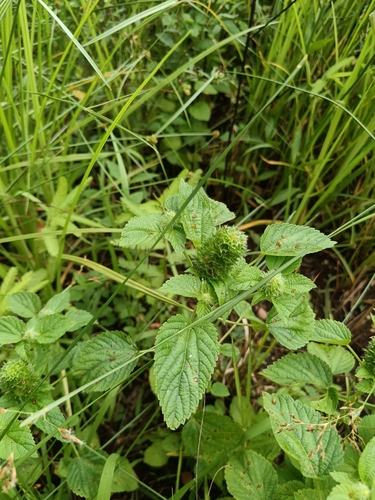 Acalypha ecklonii (Acalypha ecklonii)