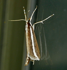 Carectocultus perstrialis