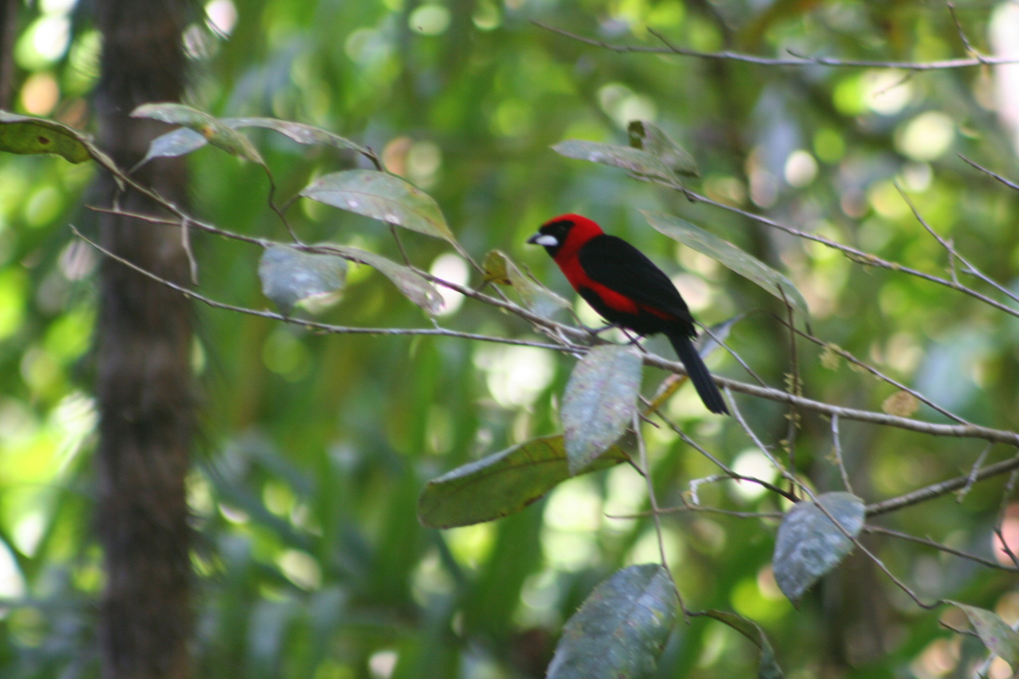 Masked Crimson Tanager (Ramphocelus nigrogularis), photo 4
