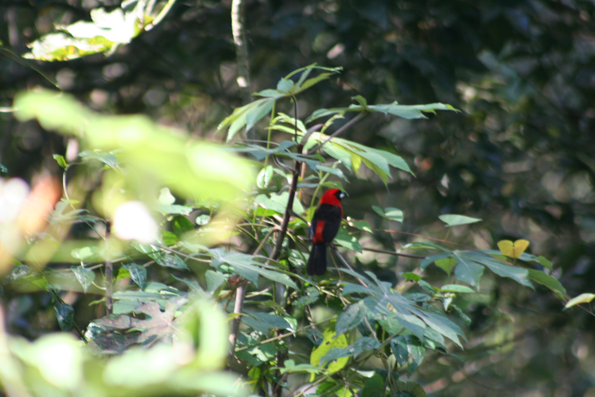 Masked Crimson Tanager (Ramphocelus nigrogularis), photo 5