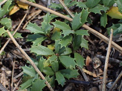 Ceanothus prostratus