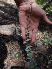 Streptanthus barbatus