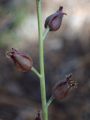 Streptanthus barbatus