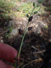 Streptanthus barbatus
