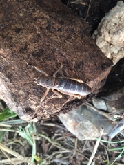 Nesoecia nigrispina