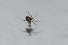 Steatoda castanea