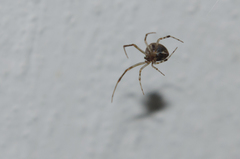 Steatoda castanea