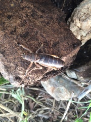 Nesoecia nigrispina