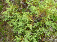 Juniperus communis charlottensis