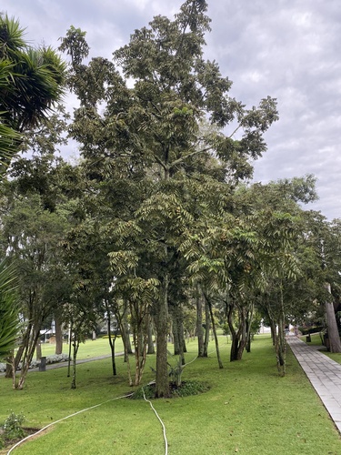 Foto de Nogal colombiano