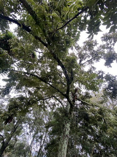 Foto de Nogal colombiano