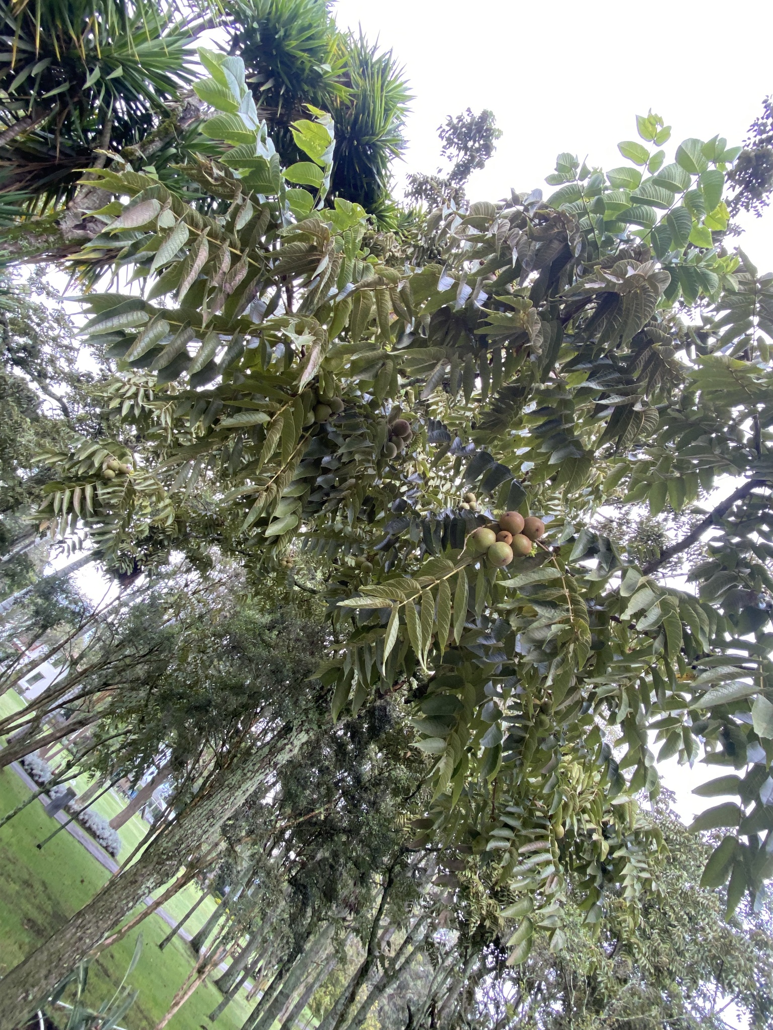 Imagem de Nogal colombiano