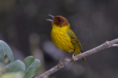 Yellow Warbler photo 6