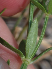 Galium bolanderi