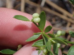 Galium bolanderi