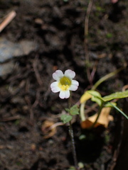Erythranthe trinitiensis