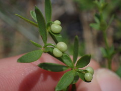 Galium bolanderi