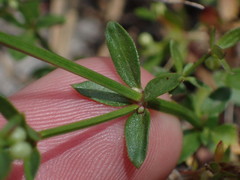 Galium bolanderi