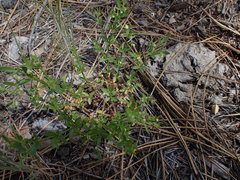 Galium bolanderi