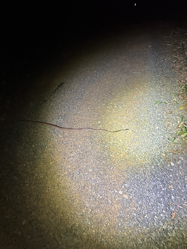 Brown Tree Snake sighting