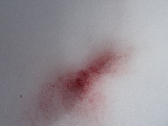 Chlamydomonas nivalis